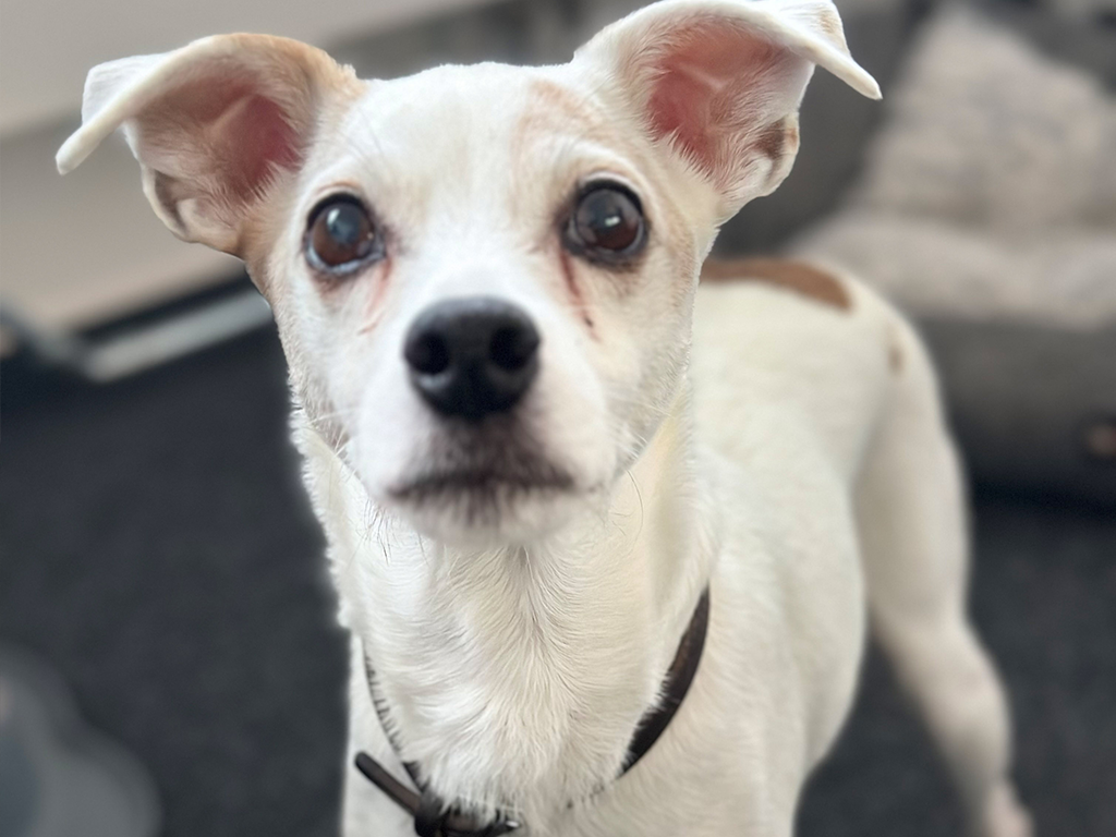 Merle, unser kleiner weißer Security-Hund mit braunen Flecken auf dem Rücken, trägt ein braunes Halsband und hat die Ohren interessiert nach oben gestellt. Im Hintergrund ist ihr graues Körbchen zu sehen.